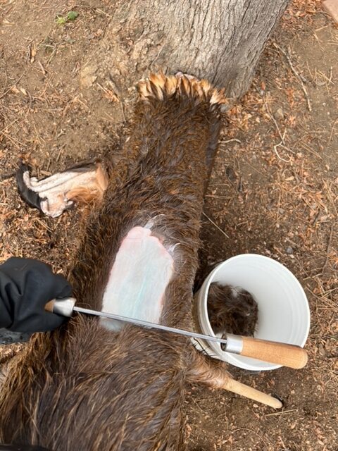 scraping elk for tanning hide