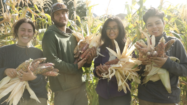 harvesting heirloom corn in farmer training program in Colorado