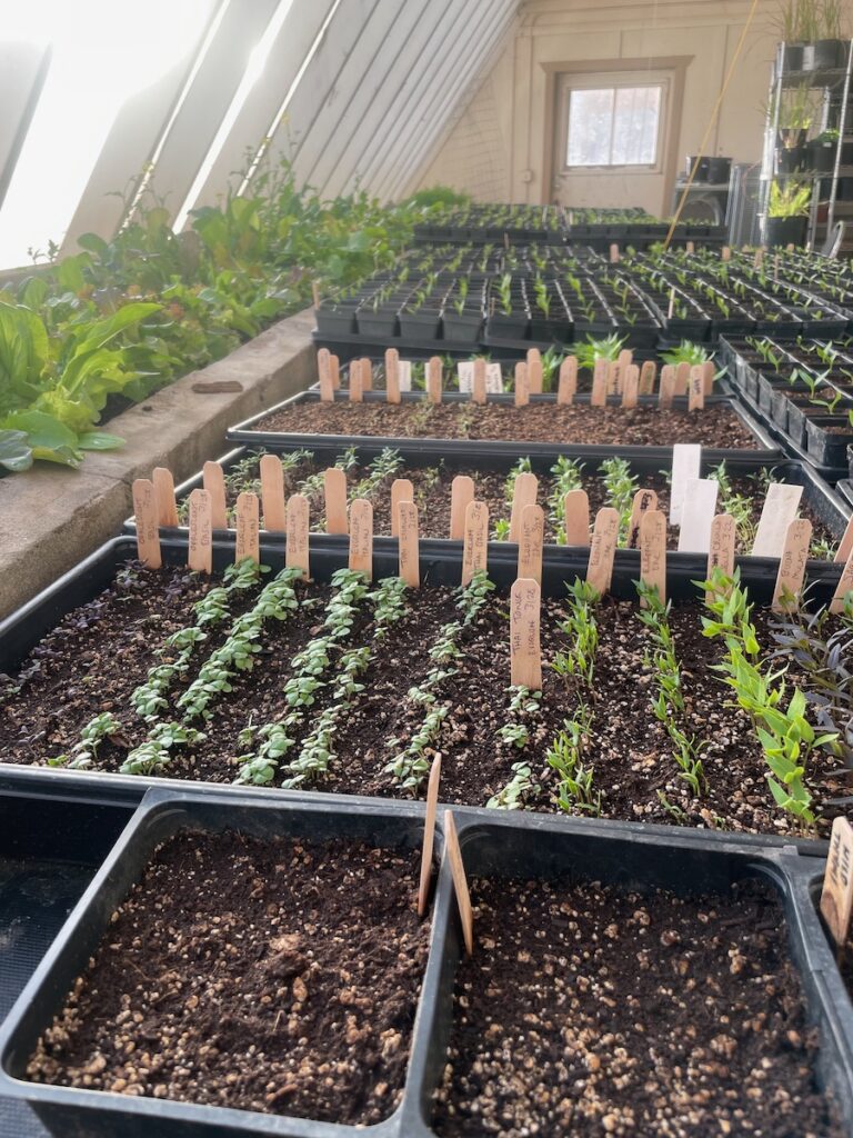 seedlings in April at Groundwork educational farm