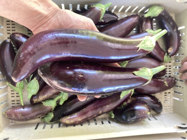 za hara eggplant